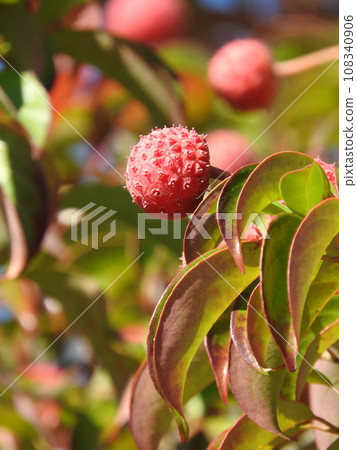In autumn, the fruit of Yamaboushi turns red. In autumn, the fruit of Yamaboushi turns red. 108340906