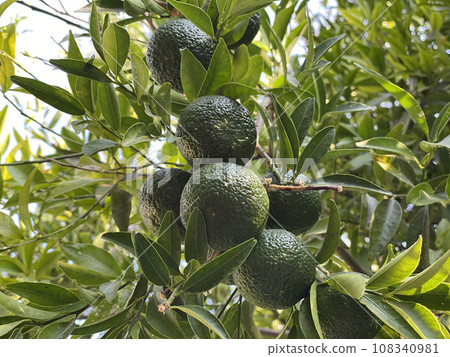 Close-up of limes on a tree on a clear sunny day 108340981