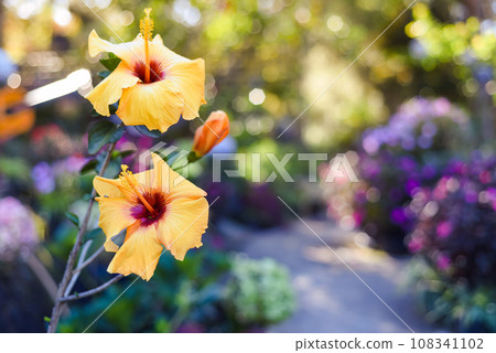 Hibiscus rosa-sinensis, known colloquially as Chinese hibiscus, China rose Hibiscus rosa-sinensis, known colloquially as Chinese hibiscus, China rose 108341102
