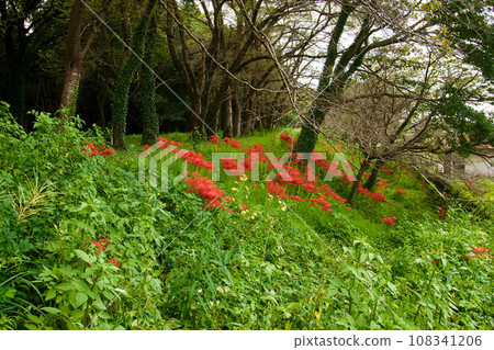 Landscape of embankment with cluster amaryllis Landscape of embankment with cluster amaryllis 108341206