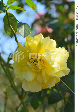 Rose (Toulouse Lautrec) Rose (Toulouse Lautrec) 108341478