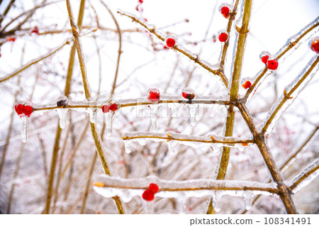 Frozen red berries on a branch in ice and snow on a winter day Frozen red berries on a branch in ice and snow on a winter day 108341491
