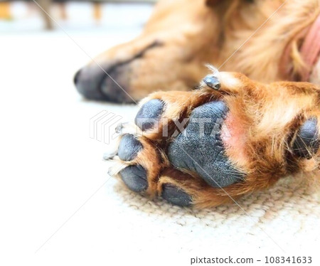 Hidden photo of paws while taking a nap Hidden photo of paws while taking a nap 108341633