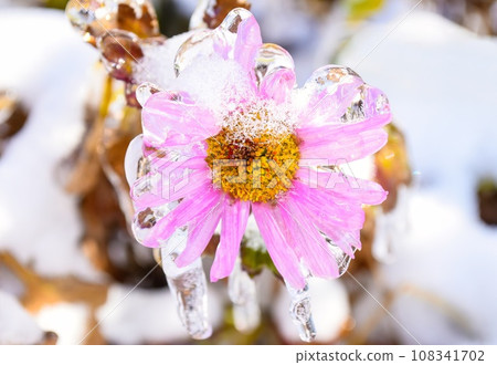Selective focus of frozen pink aster flower covered with ice and icicles on a winter day in russia Selective focus of frozen pink aster flower covered with ice and icicles on a winter day in russia 108341702