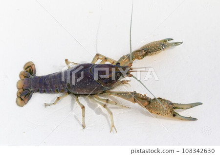 2023 Ecological photos of mutant American crayfish captured in the rice field area of Hatoyama Town, the happiest town in Japan 108342630