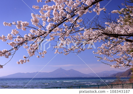 Hamaji, Konan-machi, Koriyama City, Fukushima Prefecture: A row of Yoshino cherry trees in full bloom on the lakeshore and Mt. Bandai across Lake Inawashiro 108343187