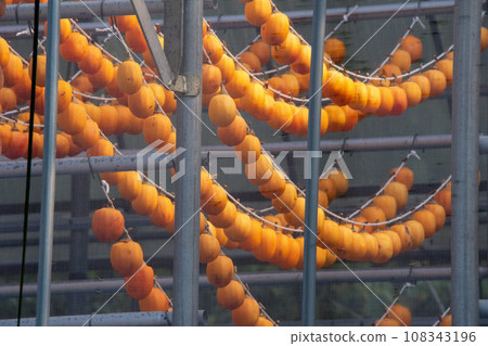 岡山縣屋影町大田市山上郡的柿幹 岡山縣屋影町大田市山上郡的柿幹 108343196