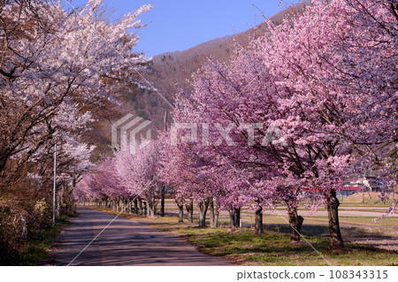 福島縣郡山市甲南町濱路豬苗代湖畔路櫻花盛開 福島縣郡山市甲南町濱路豬苗代湖畔路櫻花盛開 108343315