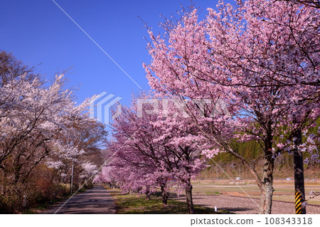 福島縣郡山市甲南町濱路豬苗代湖畔路櫻花盛開 108343318