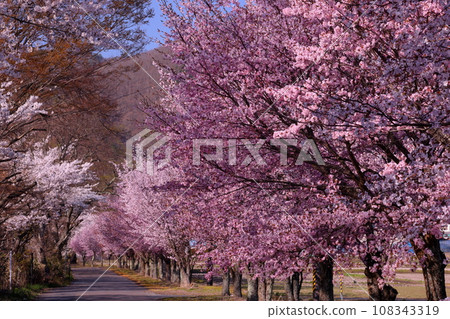 Cherry blossom trees in full bloom along Inawashiro Lakeside Road, Hamaji, Konan-cho, Koriyama City, Fukushima Prefecture 108343319
