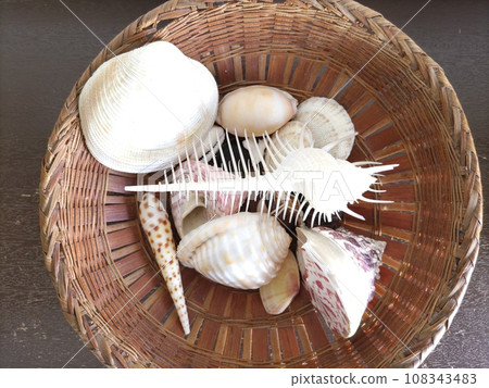 Seashell collection ~ seashell collection 108343483