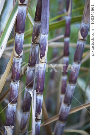Sugar cane plantation in Sainte-Suzanne 108343661