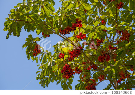 Red-fruited kurrajong 108343668