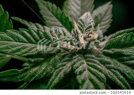 Extremely macro of cannabis hemp plant with trichomes. Cultivating marijuana. 108343919