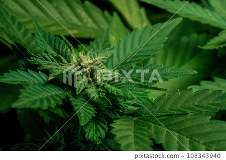 THC cannabis production.Hemp cultivation, sativa indica weed growing.Macro 108343940