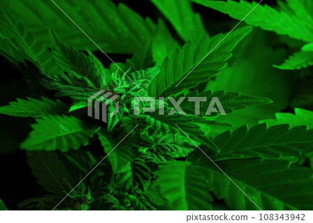 Harvest, mature cannabis plant with big leaves. Beautiful hemp, making drugs 108343942