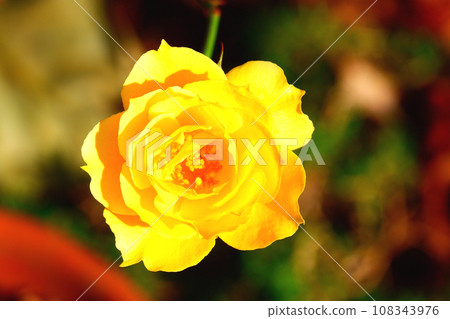 Rose tropical sorbet 108343976