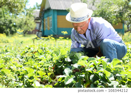 Senior man cares strawberry sprouts in the garden 108344212