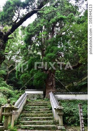 長崎縣對馬市萬松院的大杉樹 108344213