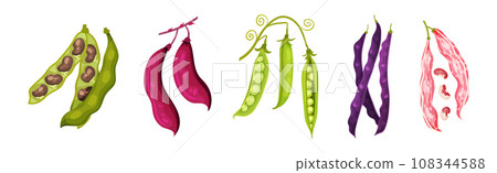Grain Legume or Pulse Crop with Pod and Beans Vector Set Grain Legume or Pulse Crop with Pod and Beans Vector Set 108344588