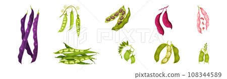 Grain Legume or Pulse Crop with Pod and Beans Vector Set 108344589