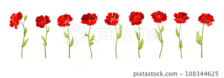 Red Poppy Flower on Green Stem with Leaf Vector Set Red Poppy Flower on Green Stem with Leaf Vector Set 108344625