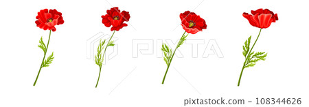 Red Poppy Flower on Green Stem with Leaf Vector Set Red Poppy Flower on Green Stem with Leaf Vector Set 108344626