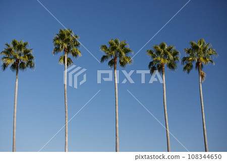 Beautiful blue sky and palm tree scenery on the coast Beautiful blue sky and palm tree scenery on the coast 108344650