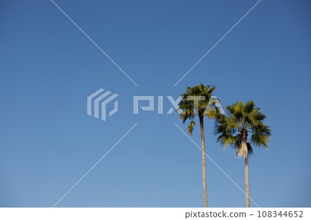 Beautiful blue sky and palm tree scenery on the coast 108344652