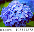 Blue hydrangea 108344872