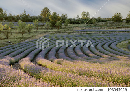 Lavender Field in Full Bloom under Sunny Skies Lavender Field in Full Bloom under Sunny Skies 108345029