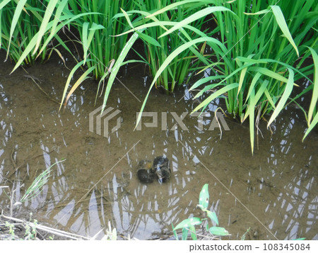 Paddy rice jumbo snail (Sumi apple snail) 108345084