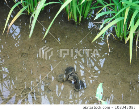 Paddy rice jumbo snail (Sumi apple snail) 108345085