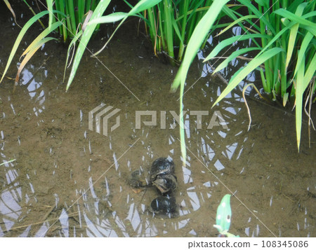 Paddy rice jumbo snail (Sumi apple snail) 108345086