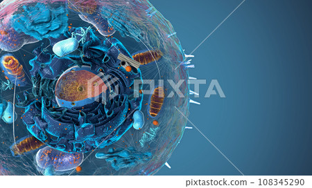 Subunits inside eukaryotic cell, nucleus and organelles and plasma membrane - 3d illustration 108345290