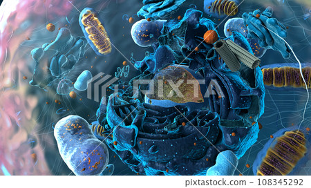 Subunits inside eukaryotic cell, nucleus and organelles and plasma membrane - 3d illustration 108345292
