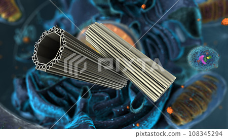 Organelles inside Eukaryote, focus on centrosome - 3d illustration Organelles inside Eukaryote, focus on centrosome - 3d illustration 108345294