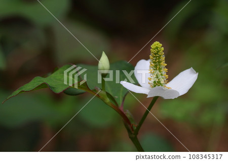 Houttuynia cordata flower 108345317