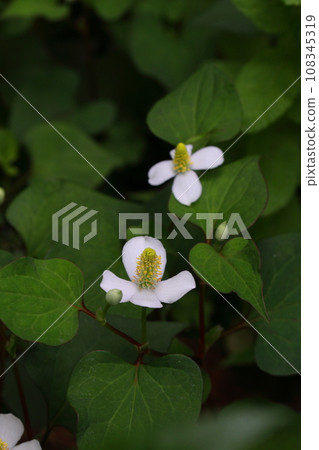 Houttuynia cordata flower Houttuynia cordata flower 108345319