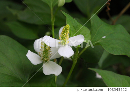 Houttuynia cordata flower Houttuynia cordata flower 108345322