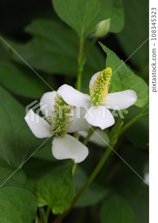 Dodami flower up Dodami flower up 108345323