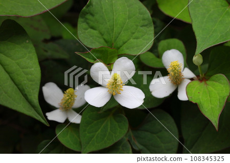 Houttuynia cordata flower 108345325