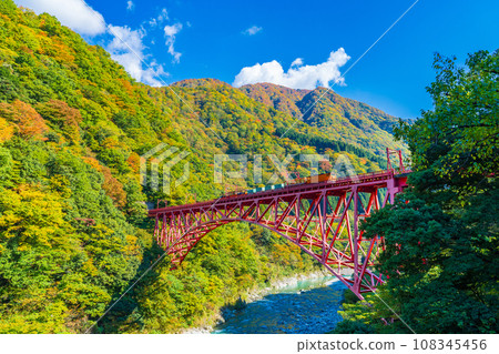 The yellow leaves of Kurobe Gorge and the trolley train shine against the blue sky 108345456