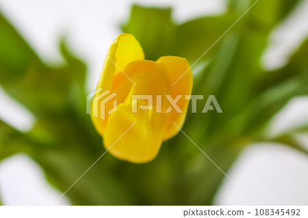 Yellow tulips. Beautiful spring flowers. Yellow tulips. Beautiful spring flowers. 108345492