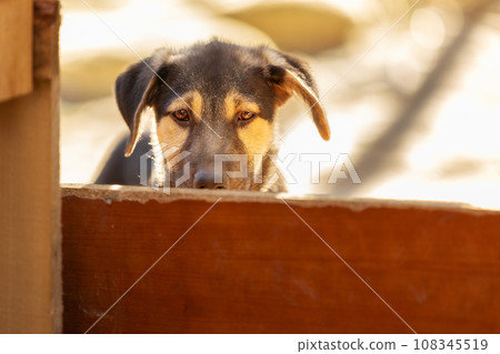 Portrait of sad dog puppy in shelter behind fence Portrait of sad dog puppy in shelter behind fence 108345519