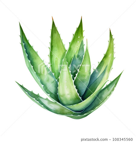 Aloe Vera Watercolor illustration. Hand drawn underwater element design. Artistic marine design element. Illustration for greeting cards, printing and other design projects. Aloe Vera Watercolor illustration. Hand drawn underwater element design. Artistic marine design element. Illustration for greeting cards, printing and other design projects. 108345560