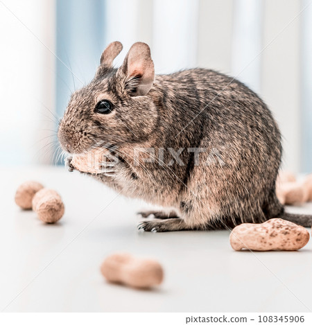 Degu squirrel gnaws peanut, close-up 108345906