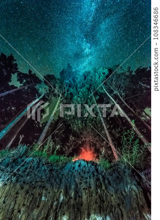 night forest landscape with stars night forest landscape with stars 108346686