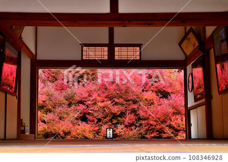 This is the Dodan Tsutsuji at Ankoku Zenji Temple in Tajima, which is dyed bright red. 108346928