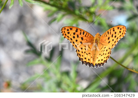 A male black-capped fritillary sucking nectar from a yellow cosmos A male black-capped fritillary sucking nectar from a yellow cosmos 108347429